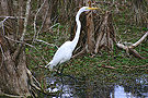 White Egret